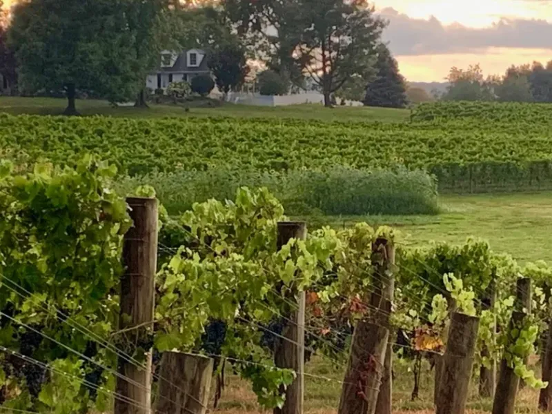 Vineyard rows at Bleu Frog Vineyards with rolling fields and a sunset sky in the background
