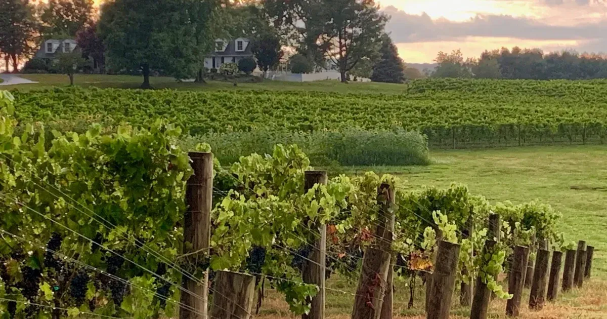 Vineyard rows at Bleu Frog Vineyards with rolling fields and a sunset sky in the background