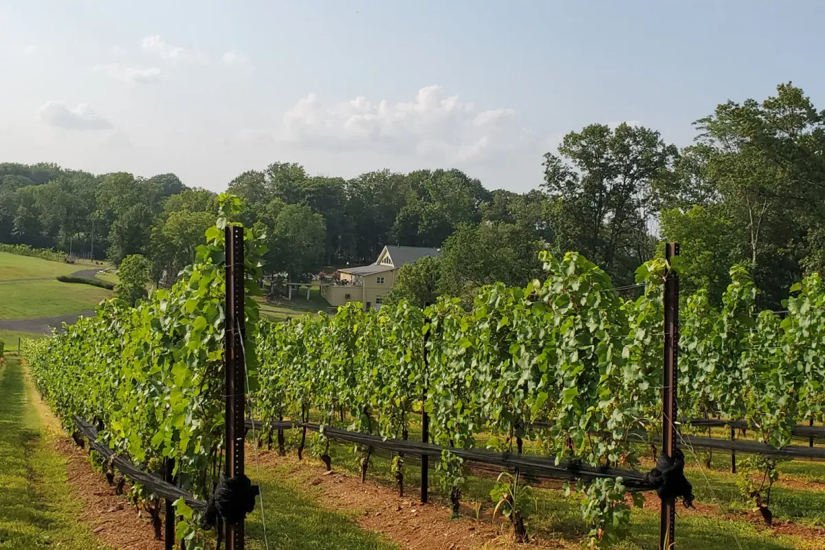 Casanel Vineyards rows with the winery building in the distance