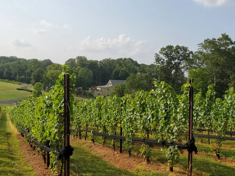 Casanel Vineyards rows with the winery building in the distance