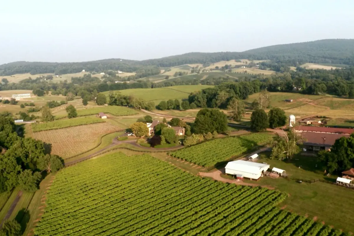 Aerial view of Chrysalis Vineyards with vineyard rows and rolling hills
