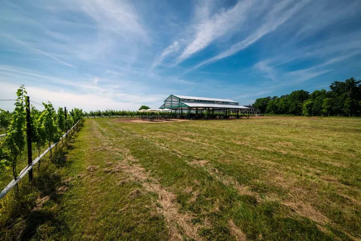 Photo of Domaine Fortier Vineyard