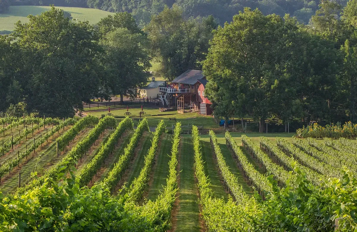 Three Creeks Winery outdoor seating beneath trees